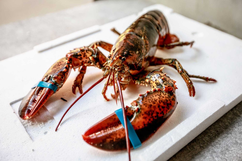 Prodej živých humrů - prodejna Česká