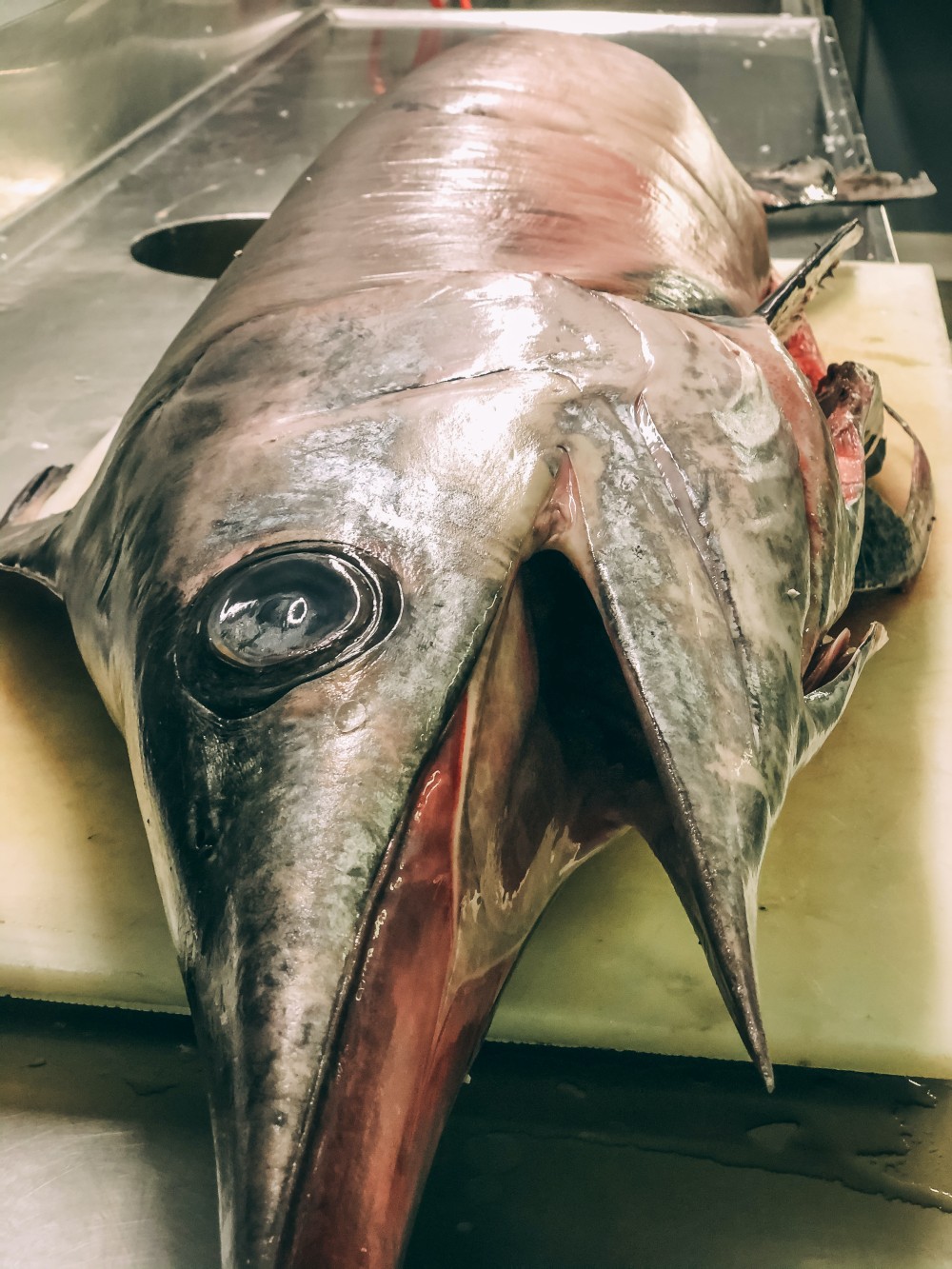 ČERSVÝ MEČOUN brzy v "Oceánu"